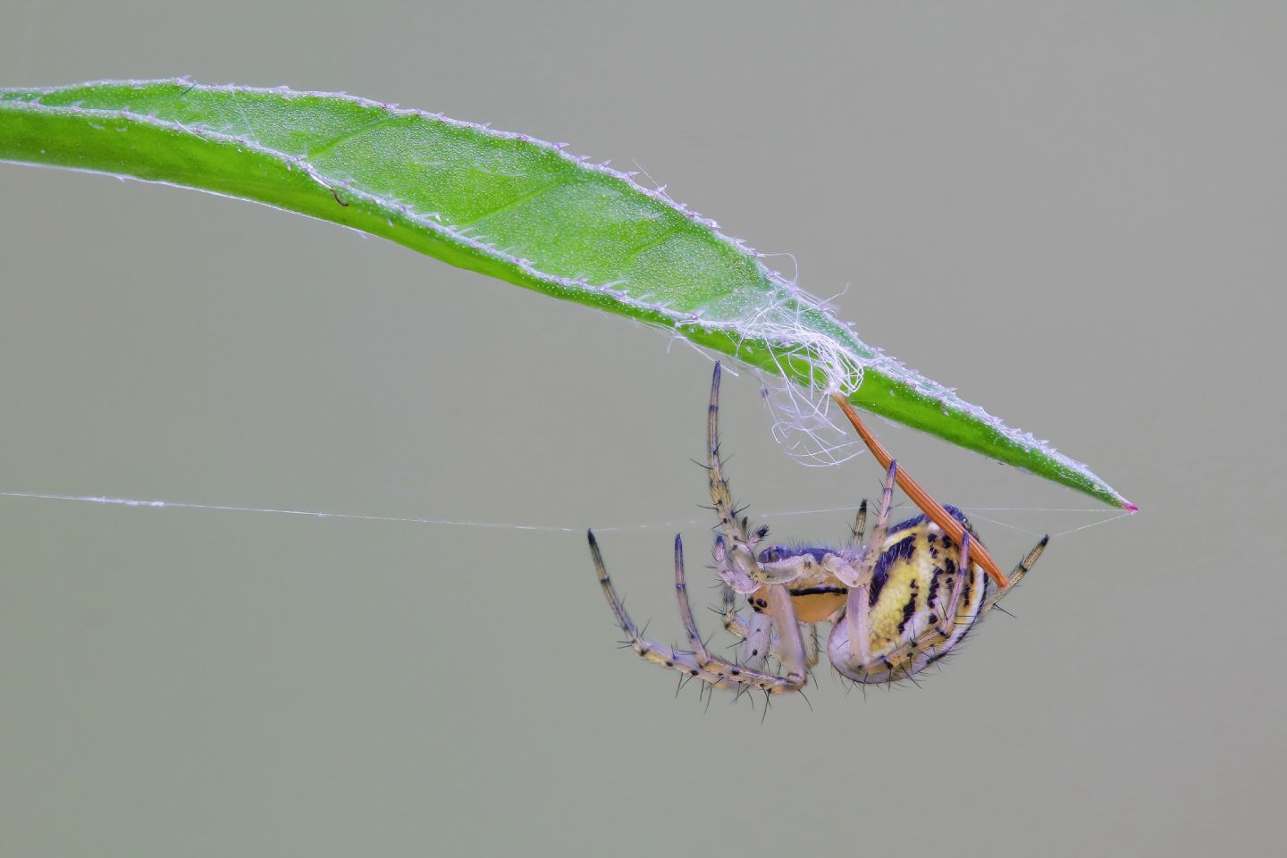 Araneidae - Mangora acalypha
